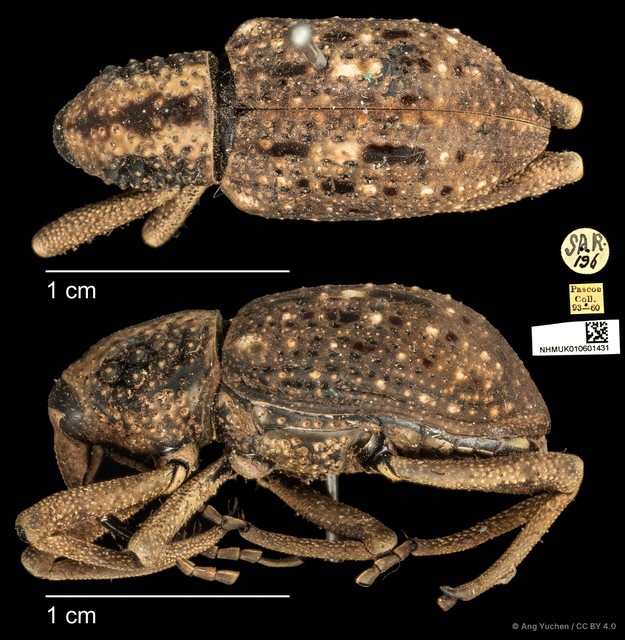 Sipalinus gigas