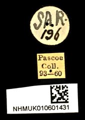 Sipalinus gigas • All Rights Reserved Museum Label