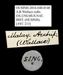 Petalon sp. "AYC 213" • All Rights Reserved Museum Label