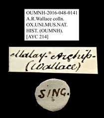 Petalon sp. "AYC 214" • All Rights Reserved Museum Label