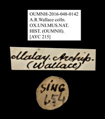 Petalon sp. "AYC 215" • All Rights Reserved Museum Label