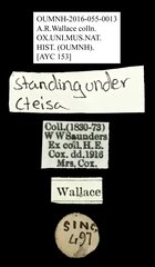 Ctesias sp. "AYC 153" • All Rights Reserved Museum Label