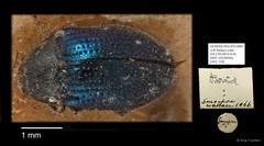 Dryopidae sp. "AYC 120" • © Ang Yuchen • All Rights Reserved
