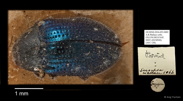 Dryopidae sp. "AYC 120" • © Ang Yuchen • All Rights Reserved
