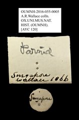 Dryopidae sp. "AYC 120" • All Rights Reserved Museum Label