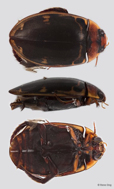 Hydaticus (Prodaticus) pacificus • © Rene Ong • All Rights Reserved