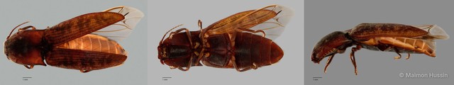 Elateridae sp. "ZRCBDP0055816" • © Maimon Hussin • All Rights Reserved