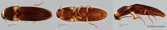 Elateridae sp. "ZRCBDP0055819" • © Maimon Hussin • All Rights Reserved