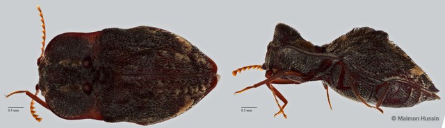 Elateridae sp. "ZRCBDP0071819" • © Maimon Hussin • All Rights Reserved