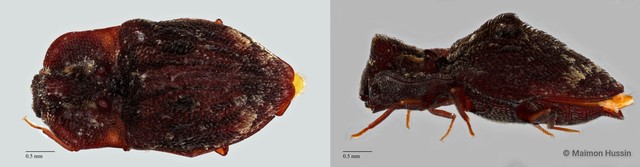 Elateridae sp. "ZRCBDP0071827" • © Maimon Hussin • All Rights Reserved