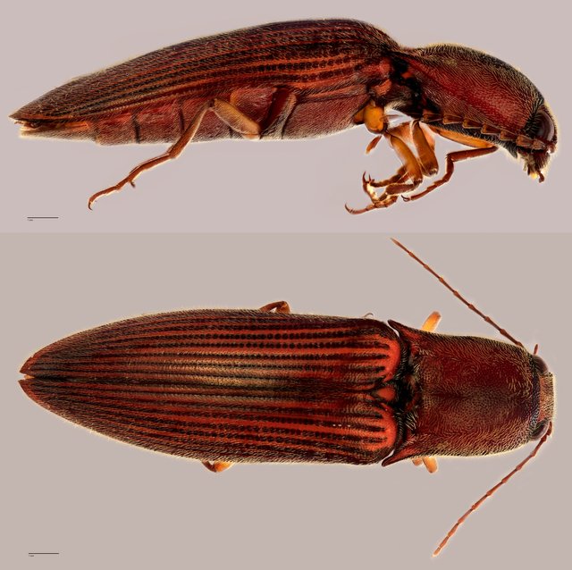 Elateridae sp. "ZRCBDP0071912" • © Tan Wee Chye • All Rights Reserved