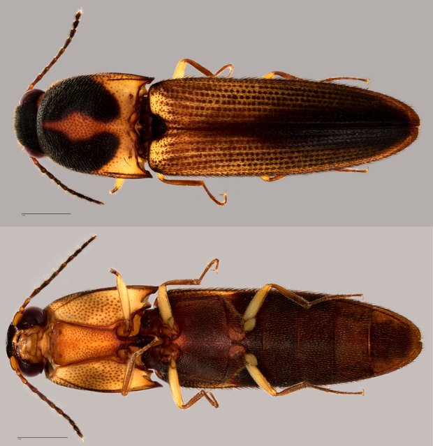 Elateridae sp. "ZRCBDP0071928" • © Tan Wee Chye • All Rights Reserved
