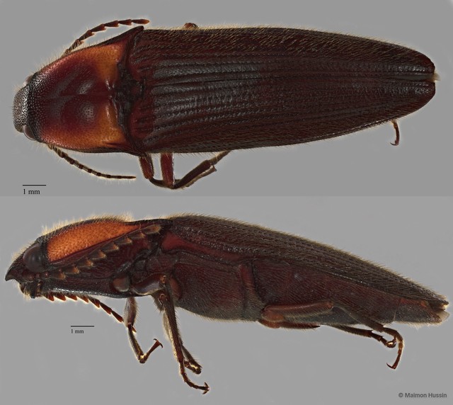 Agonischius sp. "ZRCBDP0072050" • © Maimon Hussin • All Rights Reserved