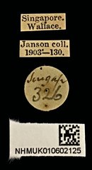 Agonischius • All Rights Reserved Museum Label