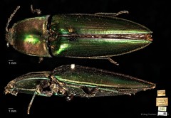 Campsosternus aureolus • © Ang Yuchen • CC BY 4.0
