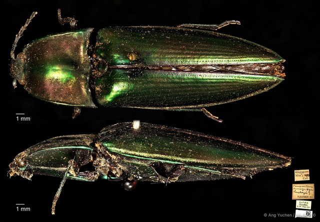 Campsosternus aureolus • © Ang Yuchen • CC BY 4.0