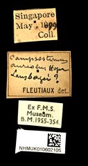 Campsosternus aureolus • All Rights Reserved Museum Label