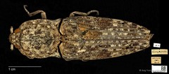 Cryptalaus nubilus • © Ang Yuchen • CC BY 4.0