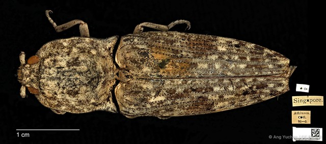 Cryptalaus nubilus • © Ang Yuchen • CC BY 4.0