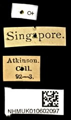 Cryptalaus nubilus • All Rights Reserved Museum Label