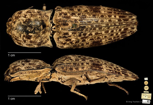 Cryptalaus nubilus