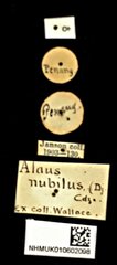 Cryptalaus nubilus • All Rights Reserved Museum Label