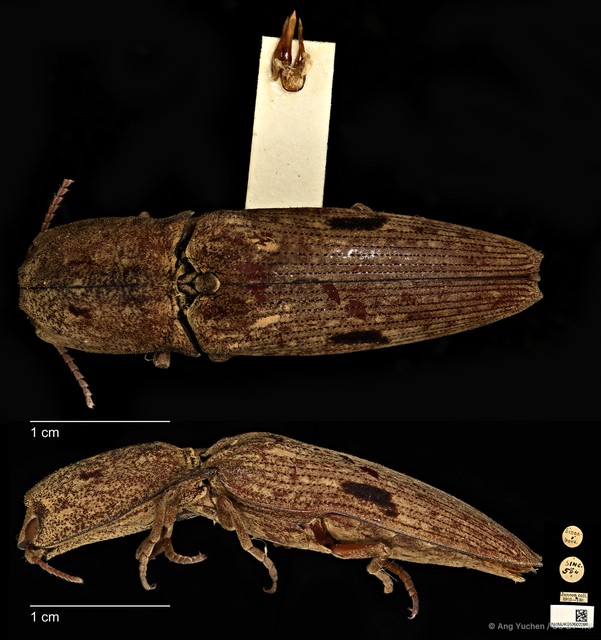 Cryptalaus putridus • © Ang Yuchen • CC BY 4.0
