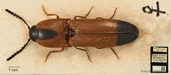 Melanoxanthus melanocephalus • © Ang Yuchen • CC BY 4.0