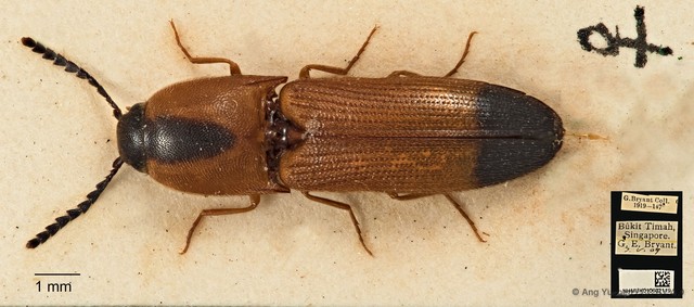 Melanoxanthus melanocephalus • © Ang Yuchen • CC BY 4.0