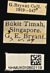 Melanoxanthus melanocephalus • All Rights Reserved Museum Label