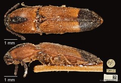 Melanoxanthus melanocephalus • © Ang Yuchen • CC BY 4.0