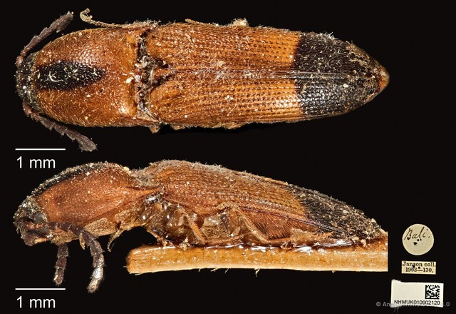 Melanoxanthus melanocephalus