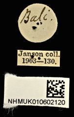 Melanoxanthus melanocephalus • All Rights Reserved Museum Label