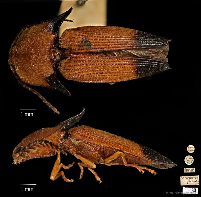 Pachyderes apicalis • © Ang Yuchen • CC BY 4.0