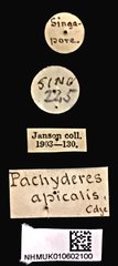 Pachyderes apicalis • All Rights Reserved Museum Label
