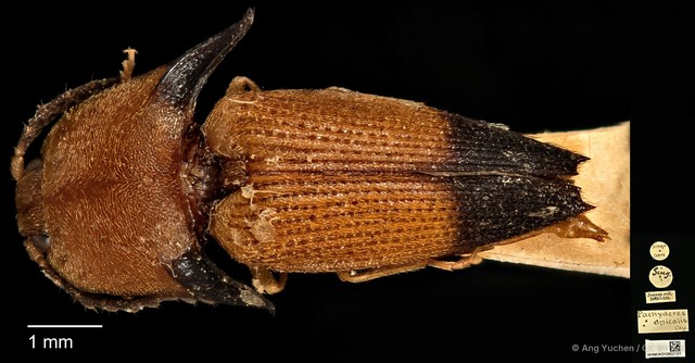 Pachyderes apicalis