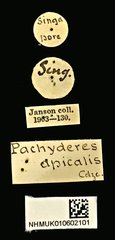 Pachyderes apicalis • All Rights Reserved Museum Label