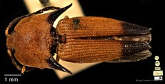 Pachyderes apicalis • © Ang Yuchen • CC BY 4.0