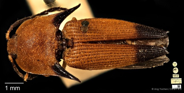 Pachyderes apicalis