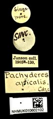Pachyderes apicalis • All Rights Reserved Museum Label