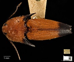 Pachyderes apicalis • © Ang Yuchen • CC BY 4.0