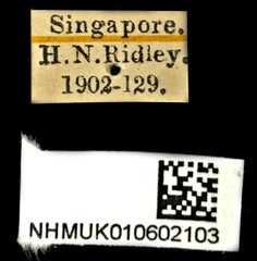 Pachyderes apicalis • All Rights Reserved Museum Label