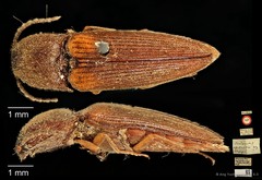Procraerus ligatus • © Ang Yuchen • CC BY 4.0