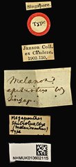Procraerus ligatus • All Rights Reserved Museum Label