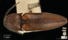 Procraerus ligatus • © Ang Yuchen • CC BY 4.0