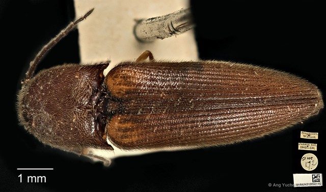 Procraerus ligatus