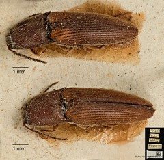 Procraerus ligatus • © Ang Yuchen • CC BY 4.0