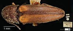 Procraerus ligatus • © Ang Yuchen • CC BY 4.0