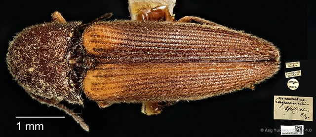 Procraerus ligatus