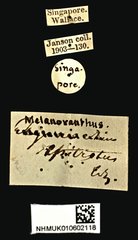 Procraerus ligatus • All Rights Reserved Museum Label
